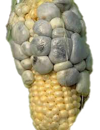 grey corn smut