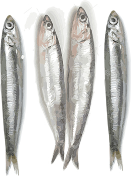 gray anchovies