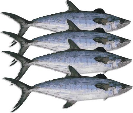 grey mackerels fish