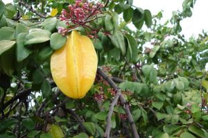 yellow tropical fruits star fruit