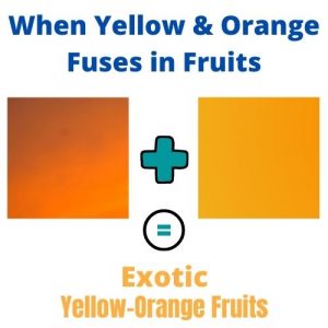 Yellow-orange fruits