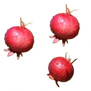 ugni berry