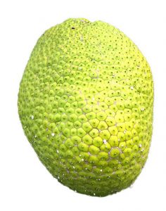 ulu breadfruit