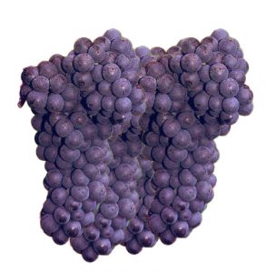 usakhelauri grapes