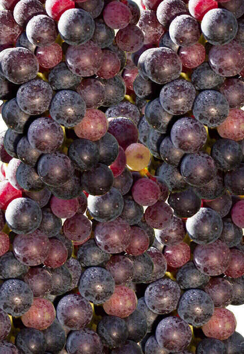 uva rara grapes beginning with u