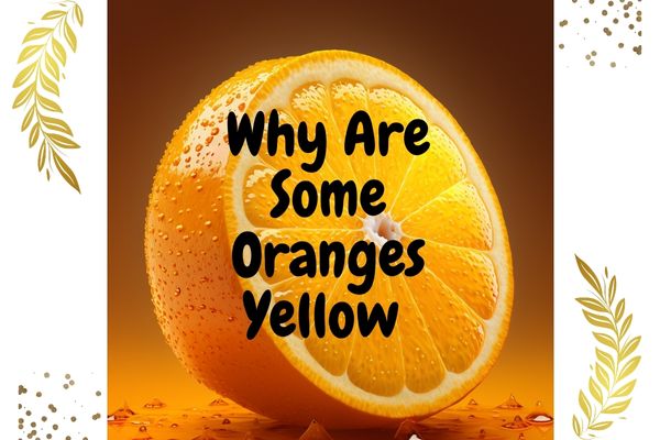 Why Are Some Oranges Yellow