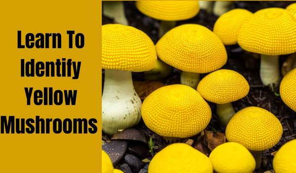 Identify yellow mushrooms