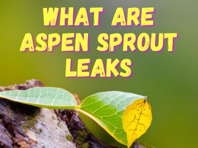 What is Aspen Sprout Leak