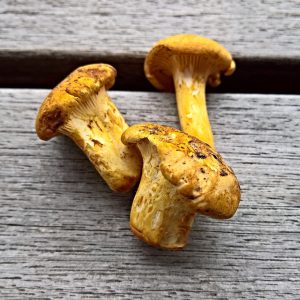 Yellow mushrooms, chanterelles