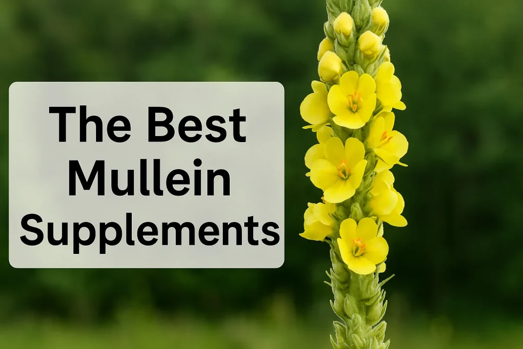 Best Mullein Leaf Extract